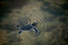 tartaruga - bb -  Bijags -  Guin-Bissau Foto de JF.Hellio e N.Van Ingen