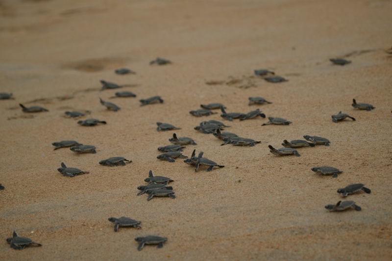 Tartarugas bbs Bijags Guin-Bissau Foto de JF. Hellio e N. Van Ingen