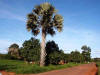 Palmeira caracterstica da regio norte da Guin-Bissau