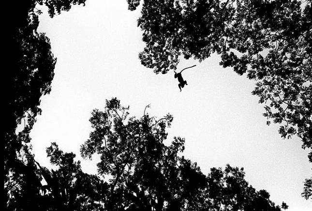 Jemberem, Janeiro de 2006, o salto do macaco. Foto de Ernst Schade