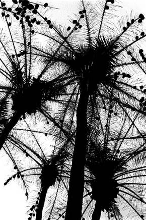 Canhabaque, Bijags, Dezembro de 2005, palmeiras com ninhos de catcho caleron. Foto de Ernst Schade