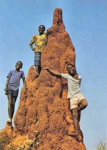 Crianas guineenses num monte de baga - baga