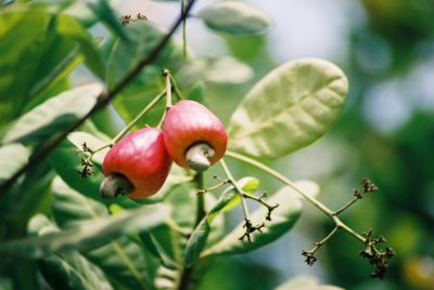 Caj. Fruto e castanha - Foto de Carlos Galveias