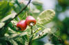 Caj - Castanha e fruto - Foto de Carlos Galveias