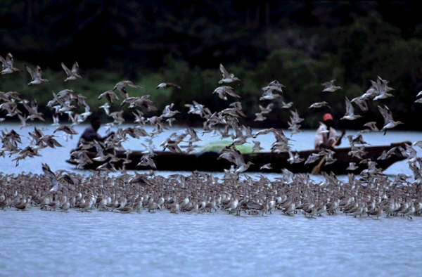 Ilha Formosa- Bijags Guin-Bissau Foto de JF. Hellio e N. Van Ingen