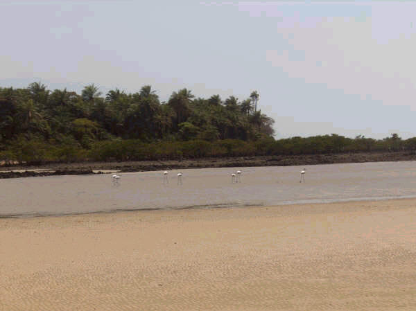 Ilha de Maio Bijags Foto de Paulo Salgado