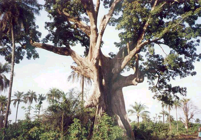 Poilo Guin-Bissau