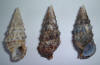 Conchas da Guin-Bissau