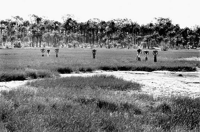 Farim, 2005, aldeia K 3, bolanhas. Foto de Ernst Schade