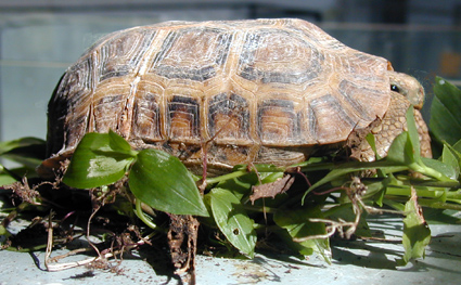 Tartaruga Guin-Bissau