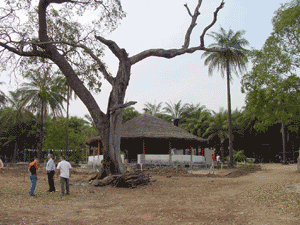 Poilo Guin-Bissau